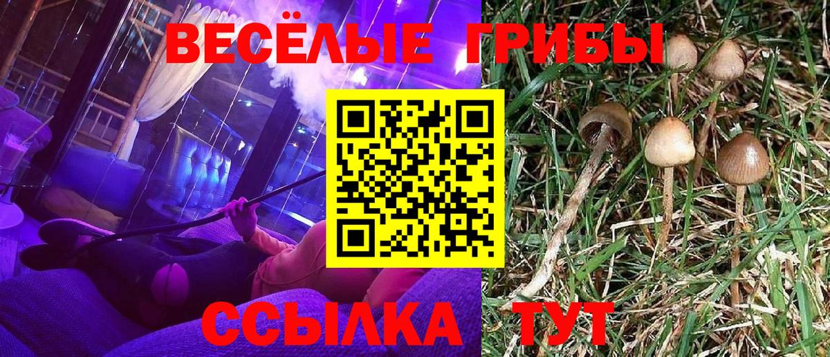 Галлюциногенные грибы Psilocybe Великие Луки